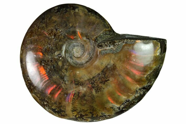 Red Flash Ammonite Fossil - Madagascar #151761
